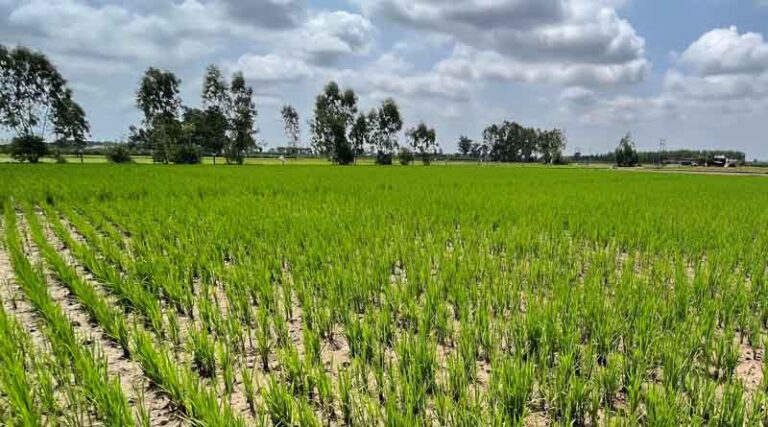 Bayer, GenZero, and Shell collaborate to reduce methane emissions in rice cultivation