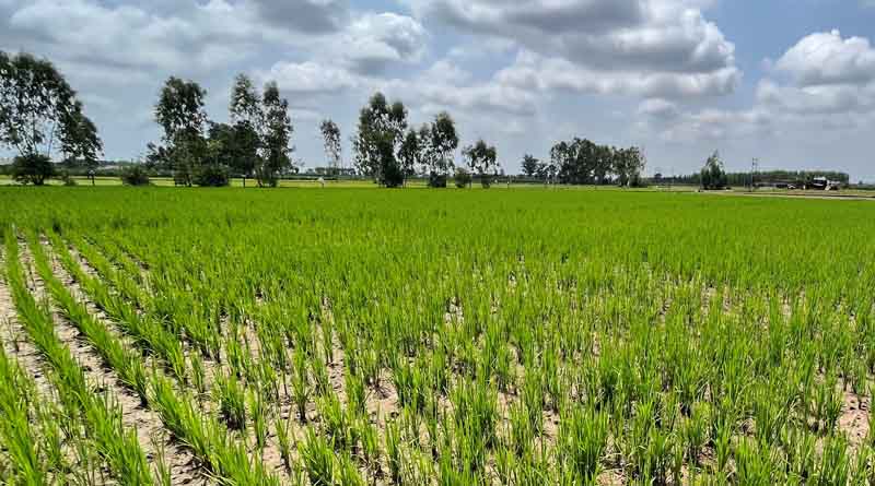 Bayer, GenZero, and Shell collaborate to reduce methane emissions in rice cultivation