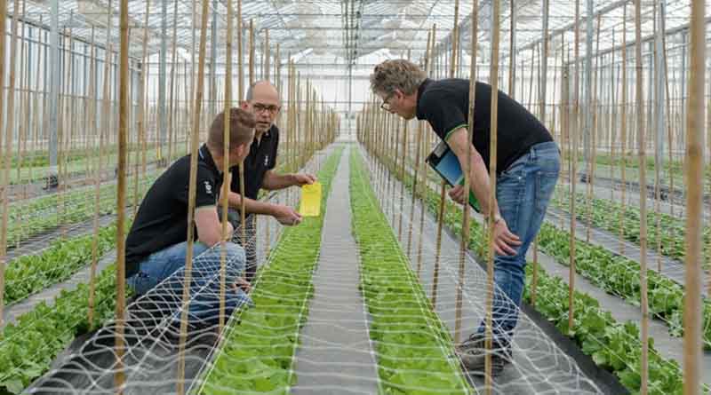 Lettuce Seed Resistant to New Bremia Races