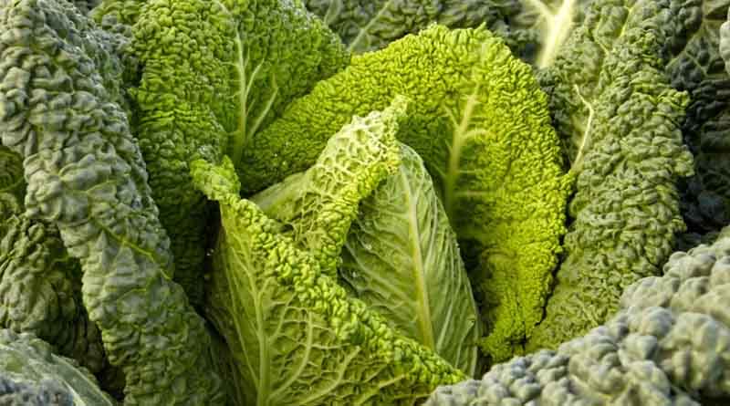 Three Benefits of Pointed Savoy Cabbage