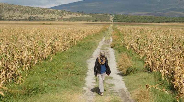 CIMMYT announces 2030 Strategy