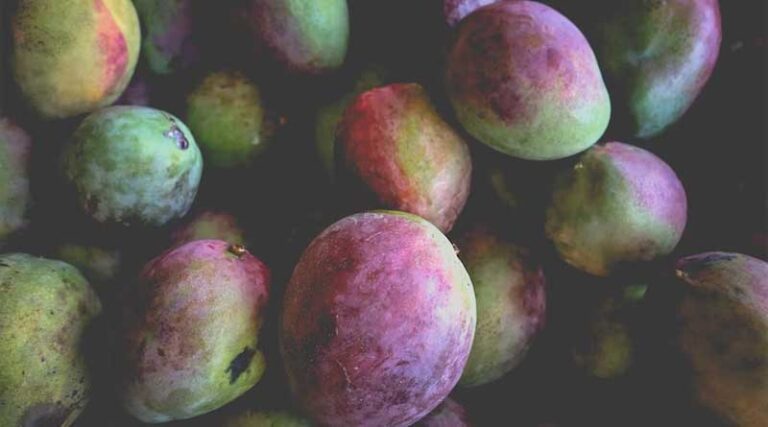 'Miyazaki' is the world's most expensive selling mango, will be surprised to know the price