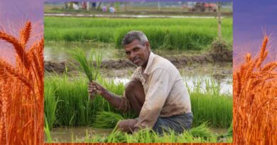 Powering Nutrition and Prosperity: FDRVC and HarvestPlus Unite To Cultivate Markets for Biofortified Crops