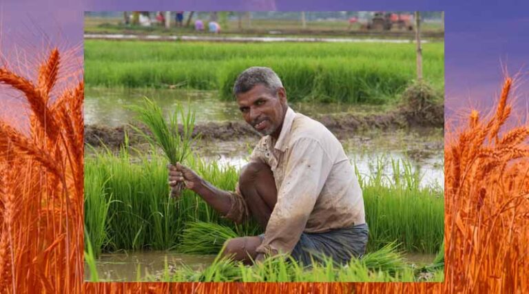 Powering Nutrition and Prosperity: FDRVC and HarvestPlus Unite To Cultivate Markets for Biofortified Crops