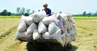Seasonal arrangement for successful autumn-winter and winter-spring rice crops