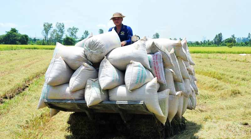 Seasonal arrangement for successful autumn-winter and winter-spring rice crops