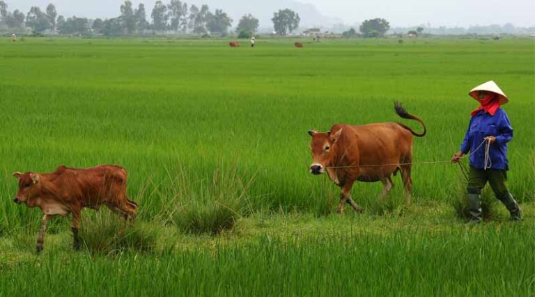FAO champions implementation of 12 projects as The Pandemic Fund rolls out first round of financing