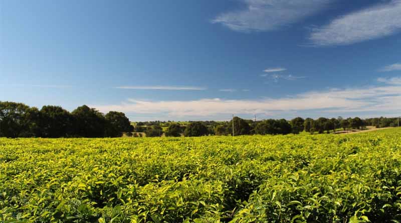 Head of premier biotechnology research institute assures Kenyans genetically modified crops are safe, pose no danger to their health