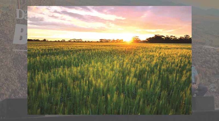 Elders to host informative crop walk in Wheatbelt