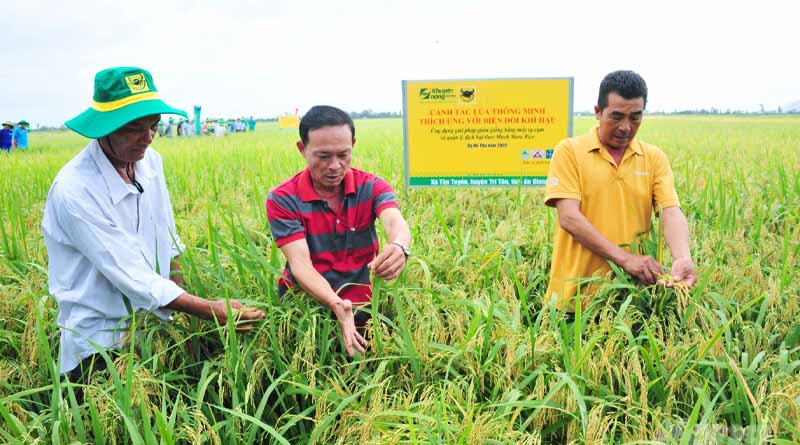 Three companies jointly build a smart rice farming 'super model'