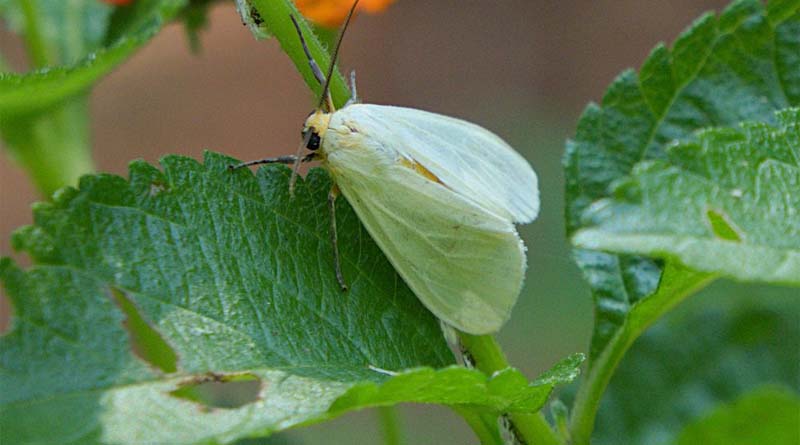 Study demonstrates the value of citizen science to monitor natural enemy in fight against invasive Siam weed