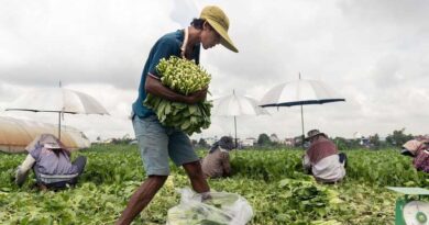 Leading CABI science contributes to CABI Agriculture and Bioscience journal’s first impact factor