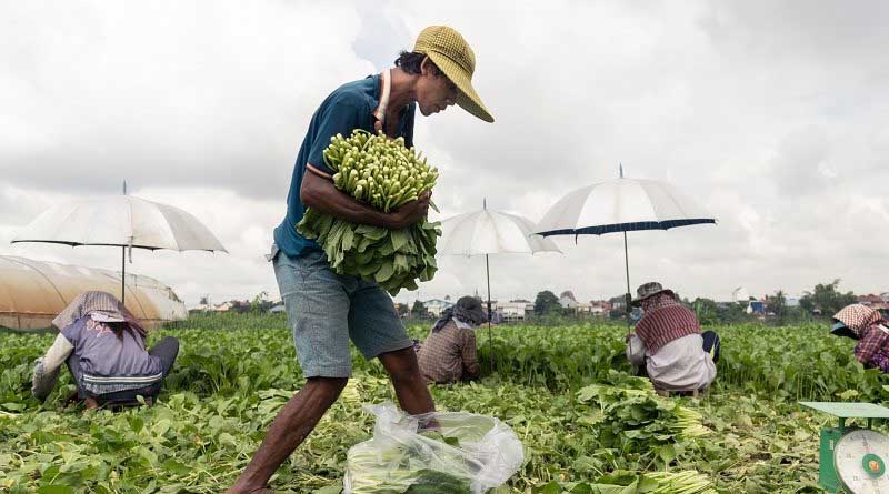 Leading CABI science contributes to CABI Agriculture and Bioscience journal’s first impact factor