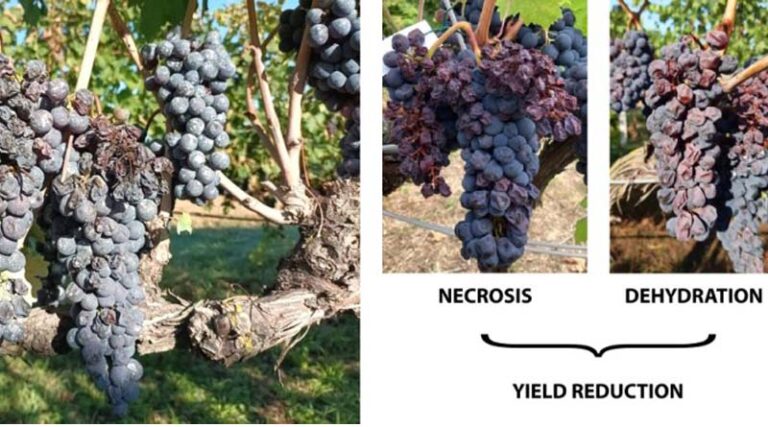 A new multi-functional vineyard irrigation system addressing climate change