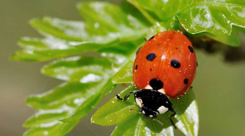 What are bioprotection products, and how do they work?