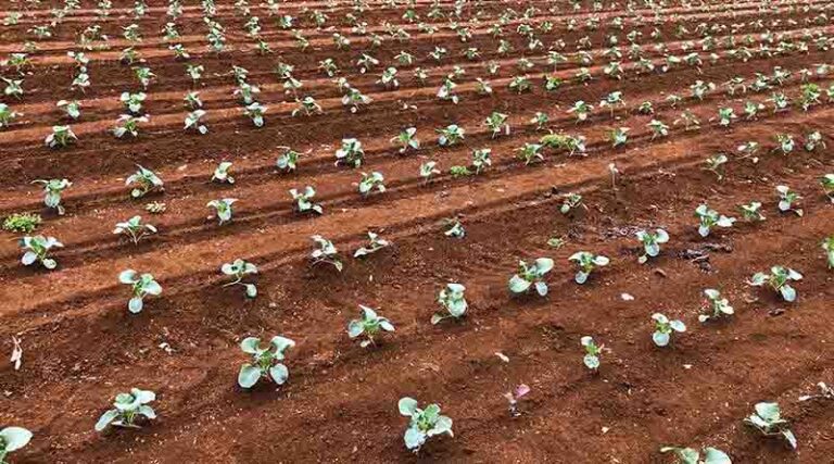 Food security to be recognised in RMA replacement act
