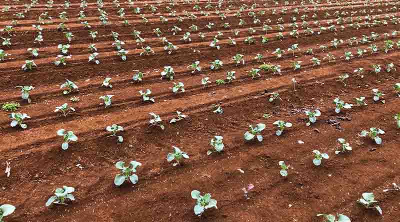 Food security to be recognised in RMA replacement act