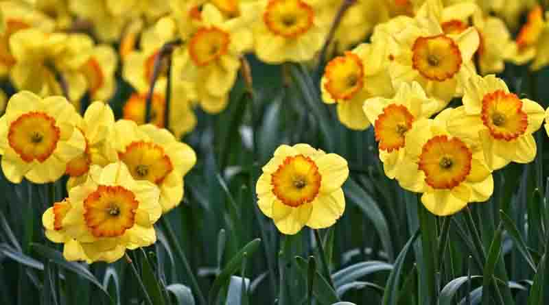 New study shows daffodils can reduce methane emissions from cows and help curb climate crisis