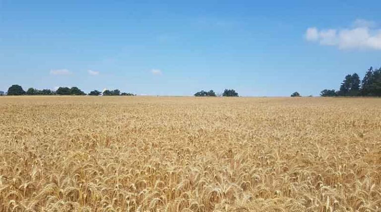 Chemicals from maize roots influence wheat yield