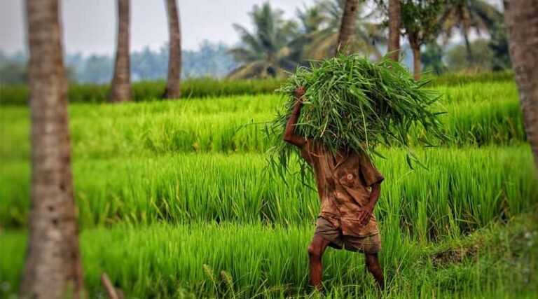 Paddy area increases by 15 lakh hectares, decrease in the area of pulses reported