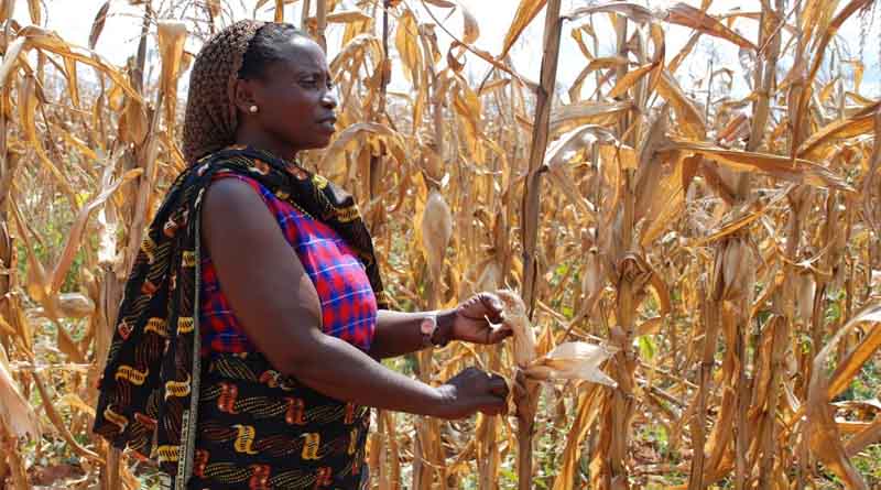 Response of African Sorghum Genotypes for Drought Tolerance under Variable Environments