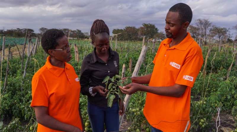 Mitigating pesticide risks for safer produce in Kenya: challenges and recommendations