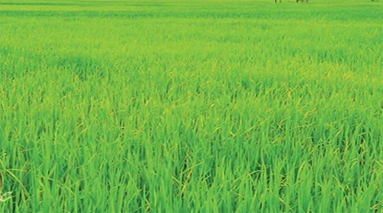 Opposition leaders are pretending to be farmer friendly said Agriculture Minister JP Dalal