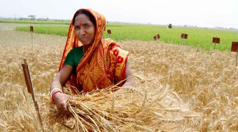 New biocontrol agent production model to fight fall armyworm in Bangladesh