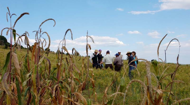 Research local: co-creation generates novel options to tackle global problems