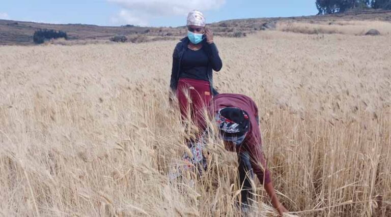 Transforming Ethiopia’s Agriculture Through Agronomy Innovation: The Landscape Segmented Fertilizer Advisory