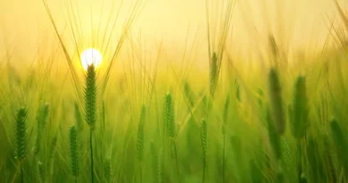 CoBank announces $50,000 contribution to the Cooperative Family Fund