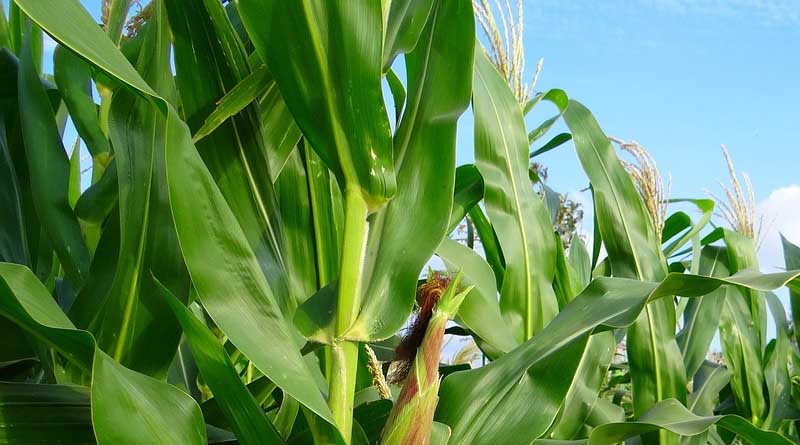 Biochar Carbon Credits is Farmer's Black Gold