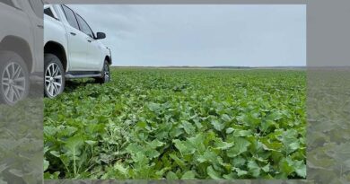 S&W spring sowing options to feed your livestock
