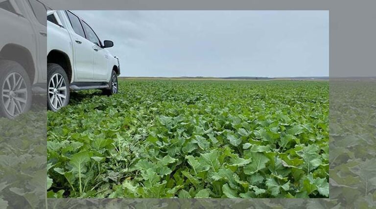 S&W spring sowing options to feed your livestock