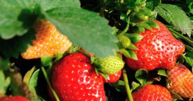 Dual row strawberries on sandy soil with a clay loam subsoil