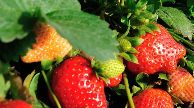 Dual row strawberries on sandy soil with a clay loam subsoil