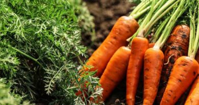 Case Study: Carrot seed germinated on clay soil