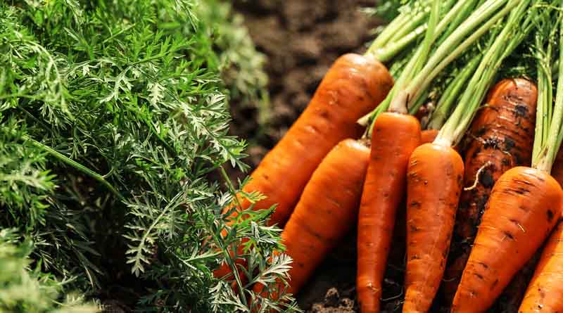 Case Study: Carrot seed germinated on clay soil