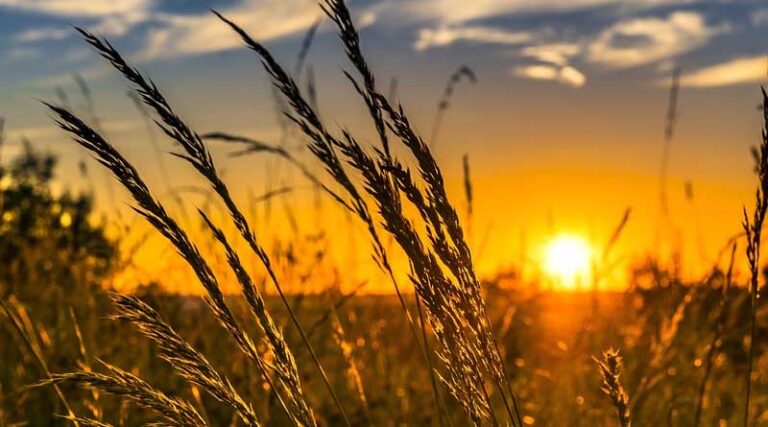 Home and farm stays across the state have huge potential; says experts