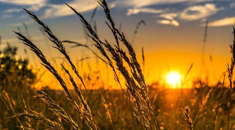 Home and farm stays across the state have huge potential; says experts