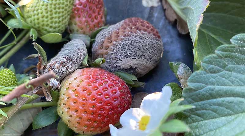 Verpixo® Adavelt® active a critical new tool for fungicide resistance management