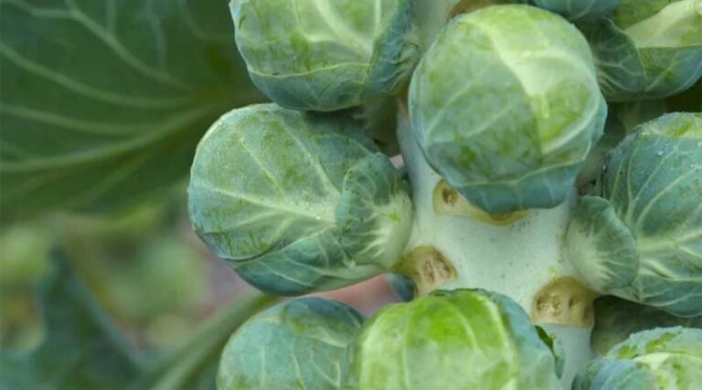 Breeding Flavorful, High Quality, and Future-Ready Brussels Sprouts