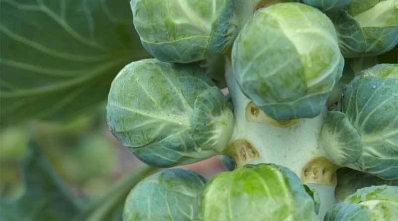 Breeding Flavorful, High Quality, and Future-Ready Brussels Sprouts