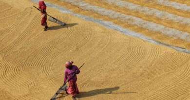Despite less rain, area under paddy crosses 400 lakh hectares