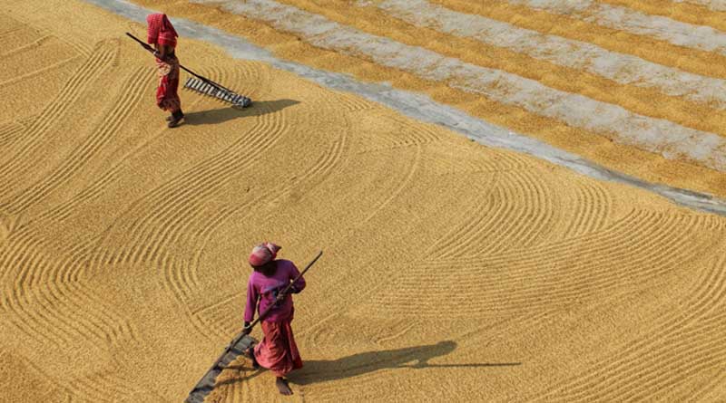 Despite less rain, area under paddy crosses 400 lakh hectares