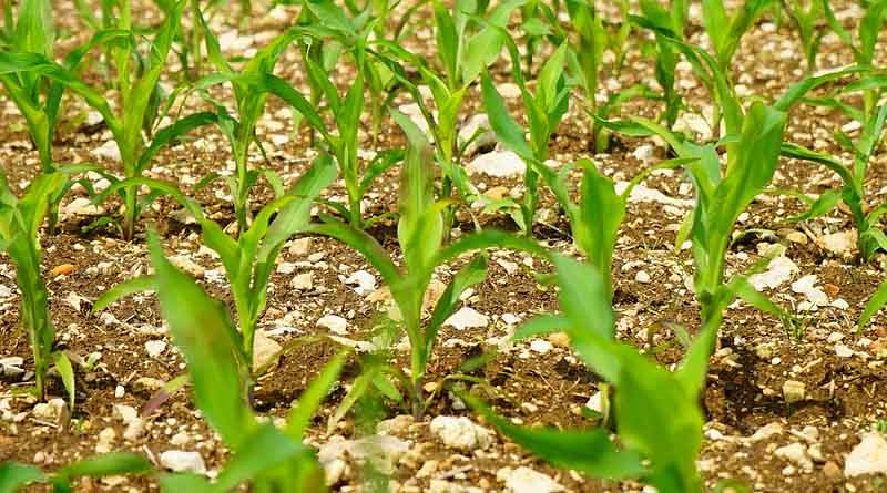 Seeds Fincap Secures $6 Million in Series A Funding from Lok Capital