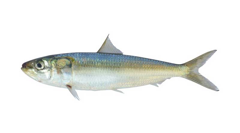 Breakthrough in India’s marine fisheries: ICAR-CMFRI unearths genome secrets of Indian Oil Sardine