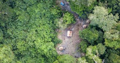 SDG Summit: FAO announces the launch of a CPF Call to Action for Forests towards 2030