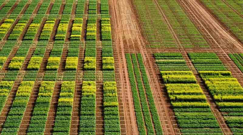 Pacific Seeds prepares for the 16th International Rapeseed Congress (IRC)