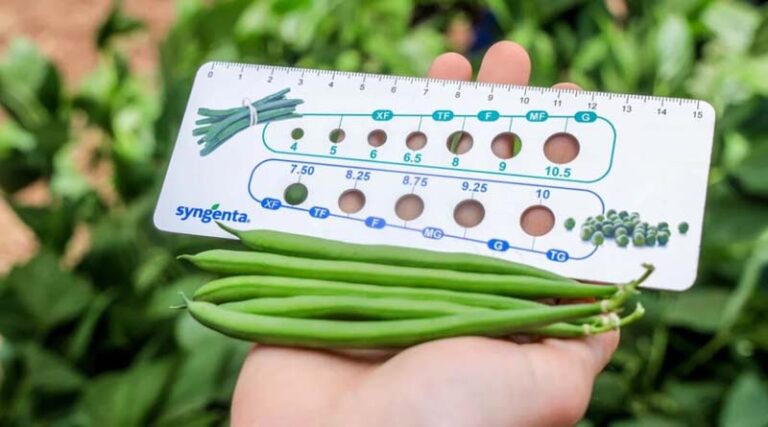Breeding Green Beans Ready for Mechanization, Pests, and Consumer Demands
